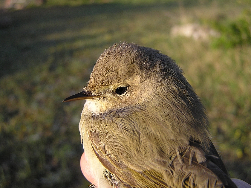 Chiffchaff, Sundre 20070505